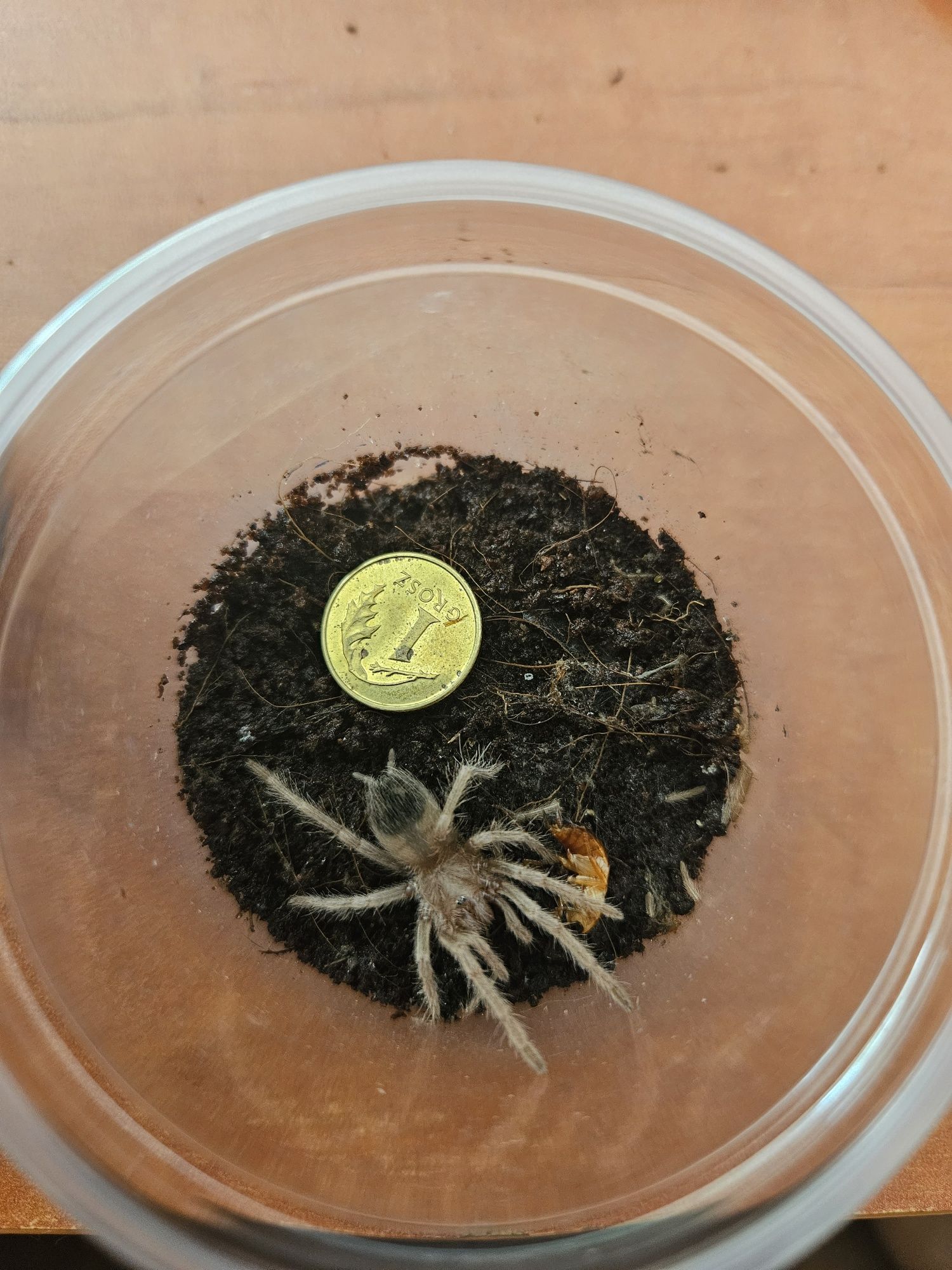 Lasiodora parahybana