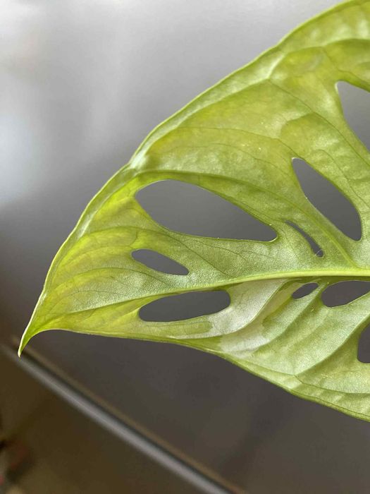 Monstera adansonii variegata regres