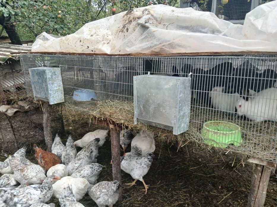 Продам клетки самовивіз