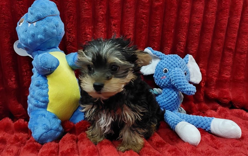 Yorkshire Terrier bebé