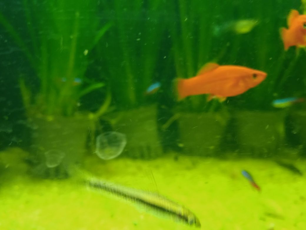 Mieczyki czerwone/rybki akwariowe/rybka/ryba