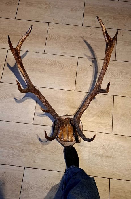 Poroże jelenia na desce