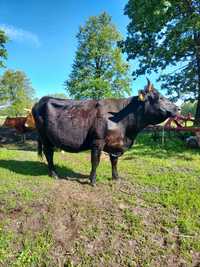 Piękna duża krowa cielna