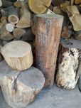Lipa rzeźba pnie plastry pieńki