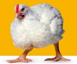 Продаю комбікорм для бройлерів