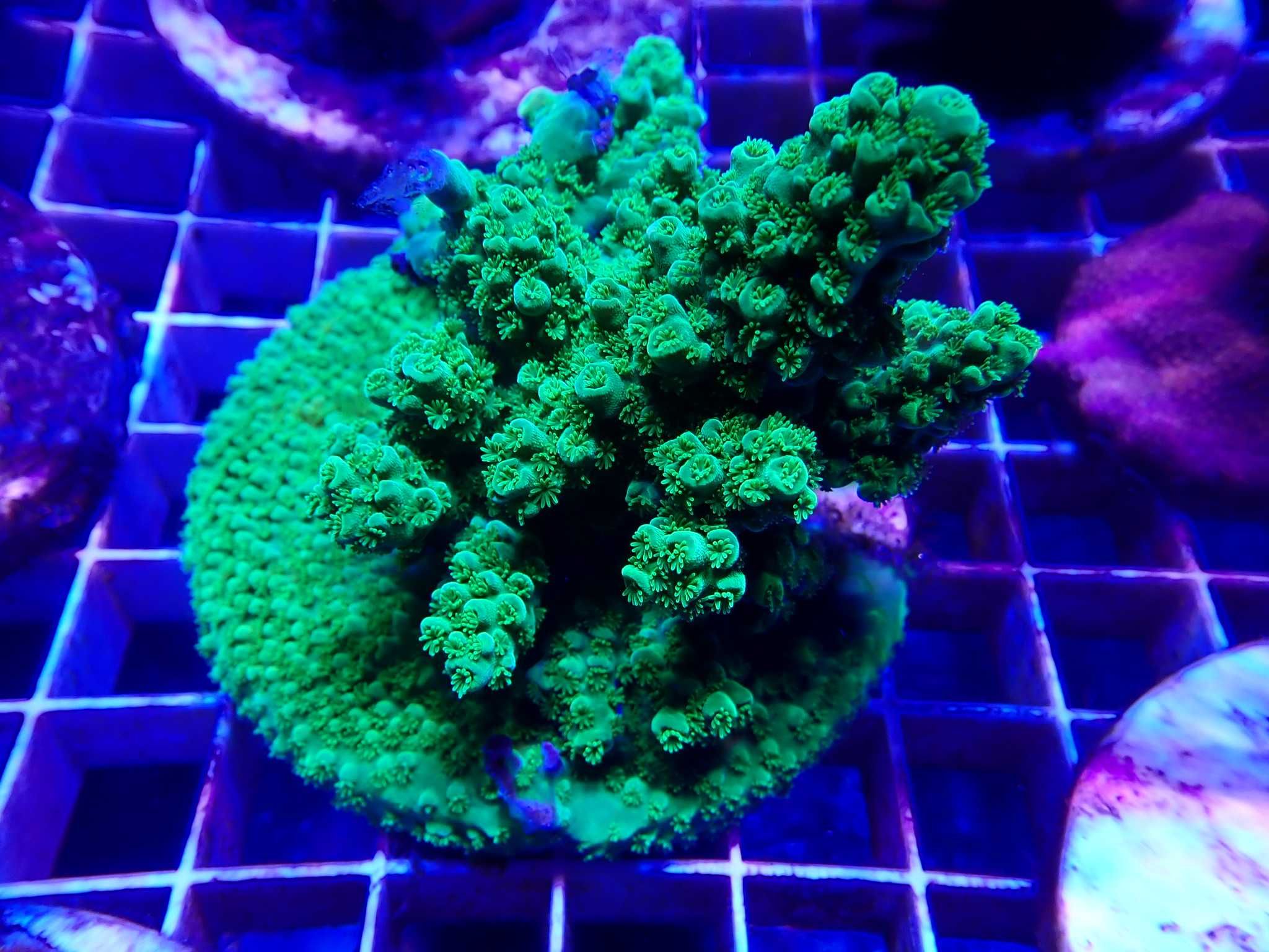 Acropora humilis