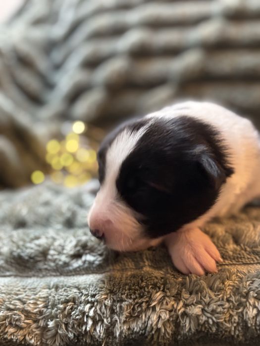 Szczeniak border collie czarno-biały z bad. genetycznymi i rodowodem)