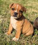 Staffordshire Bull Terrier FCI