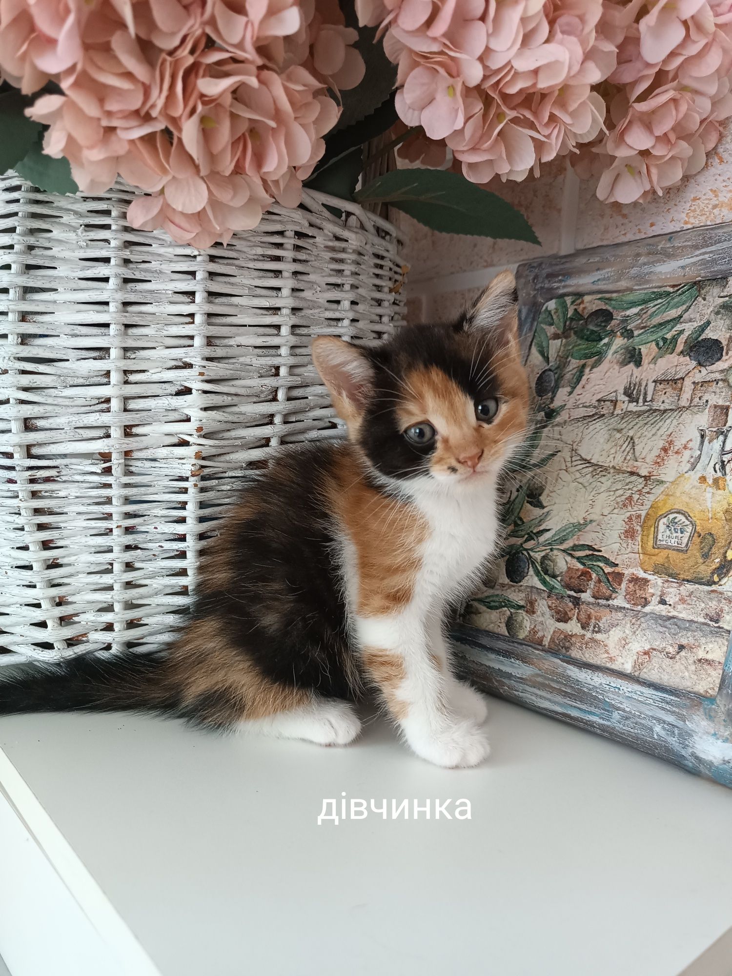 Кошенята в добрі руки!