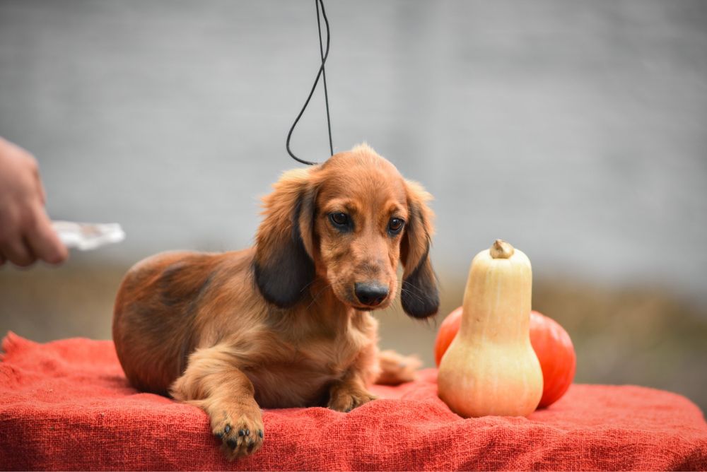 Хлопчмк такси довгошорстної
