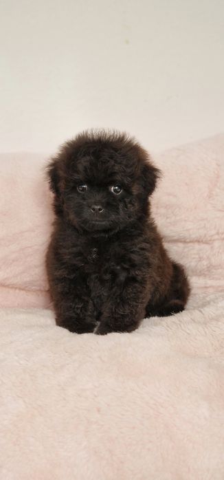 Pomapoo,  suczka