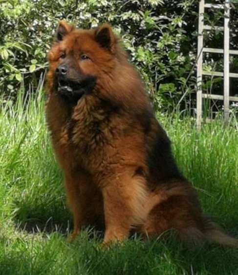 Eurasier - zapowiedź miotu psów rasowych
