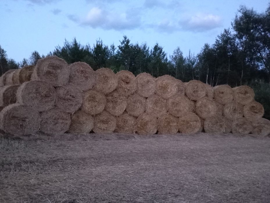 Słoma z owsa balot