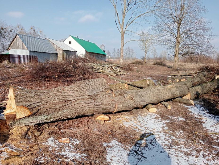 Drzewo, kłody, kloce lipa i jesion