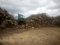 Wycinka samosiejki, biomasa