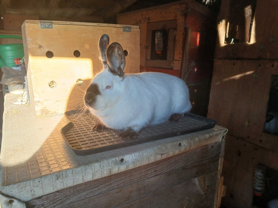 Samice Kalifornijskie Czarne