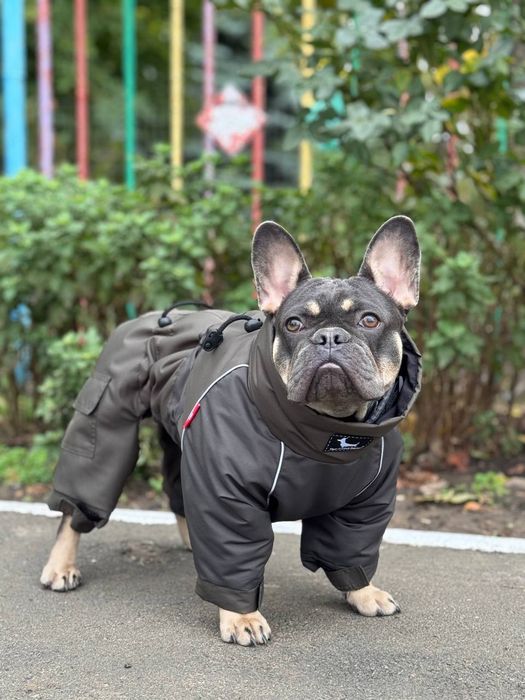 Щенки Французского бульдога