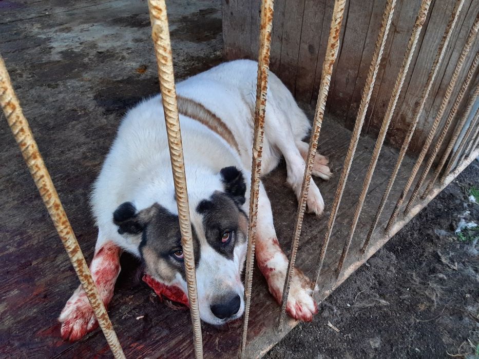 Алабай для вязки