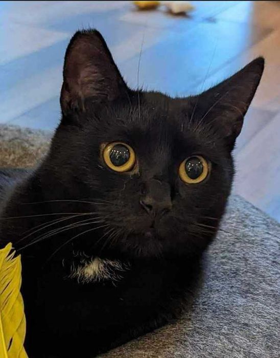 Fajny czarny kotek Węgielek, 2 lata