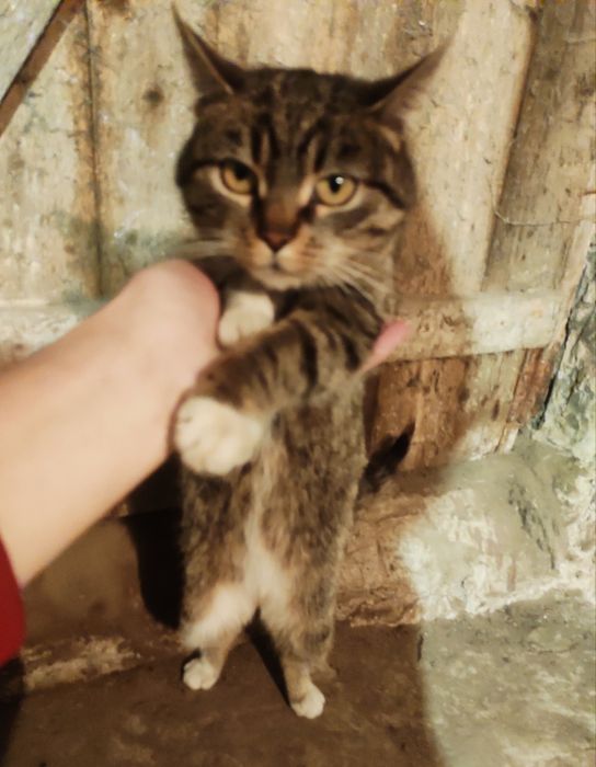 Віддаю кота в хороші руки