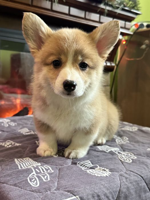 Цуценята вельш коргі пемброк, з документами КСУ