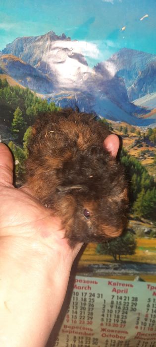 Породиста довгошерста морська свинка