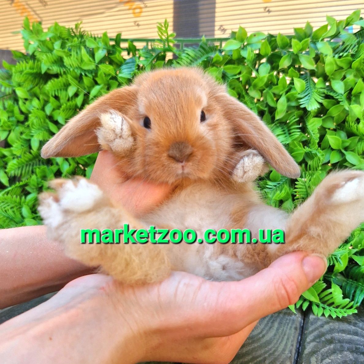 Карликовые мини кролики вислоухие баранчики mini lop,мiнi висловухi