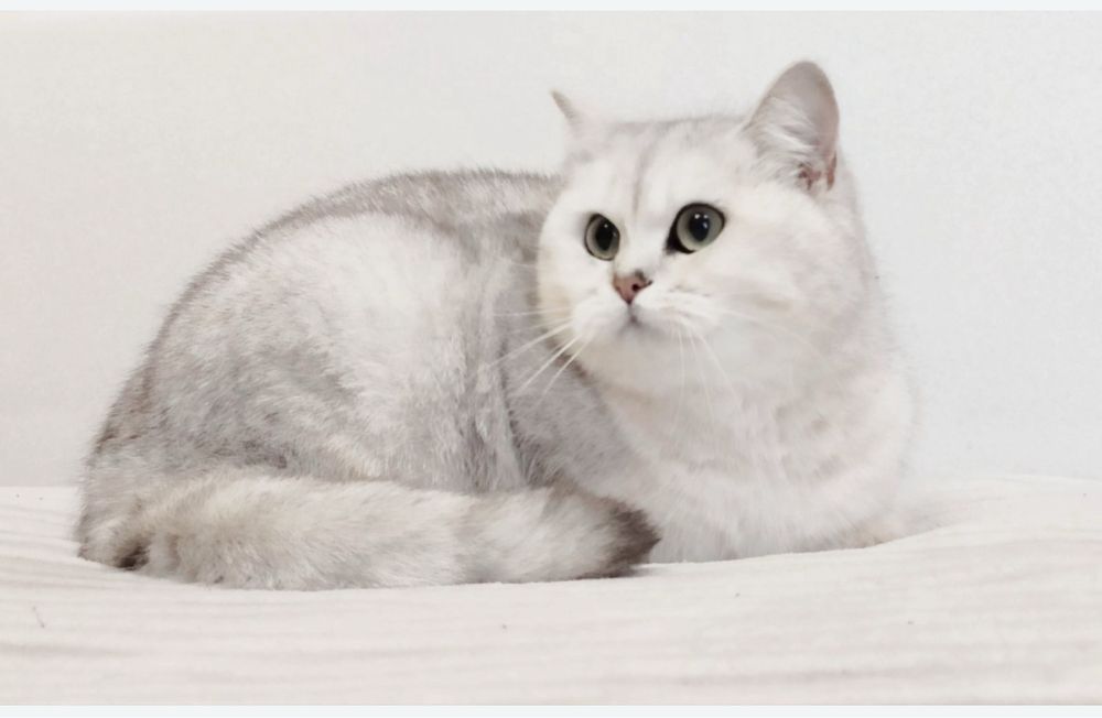 Кошенята сріблясті британські шиншили