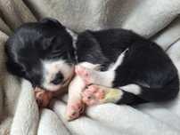 Piesek Border Collie ZKWP FCI