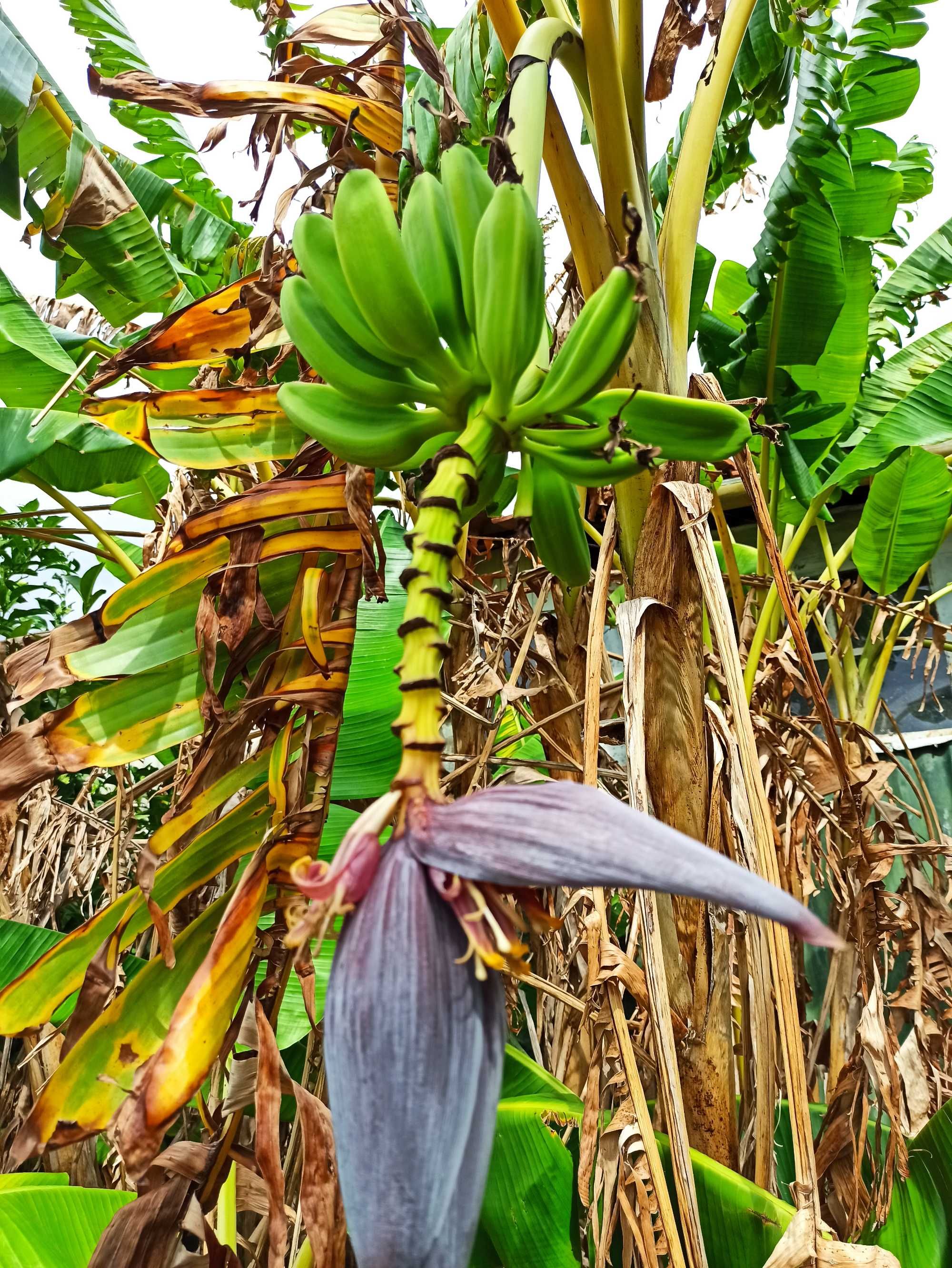 Bananeiras vários tamanhos