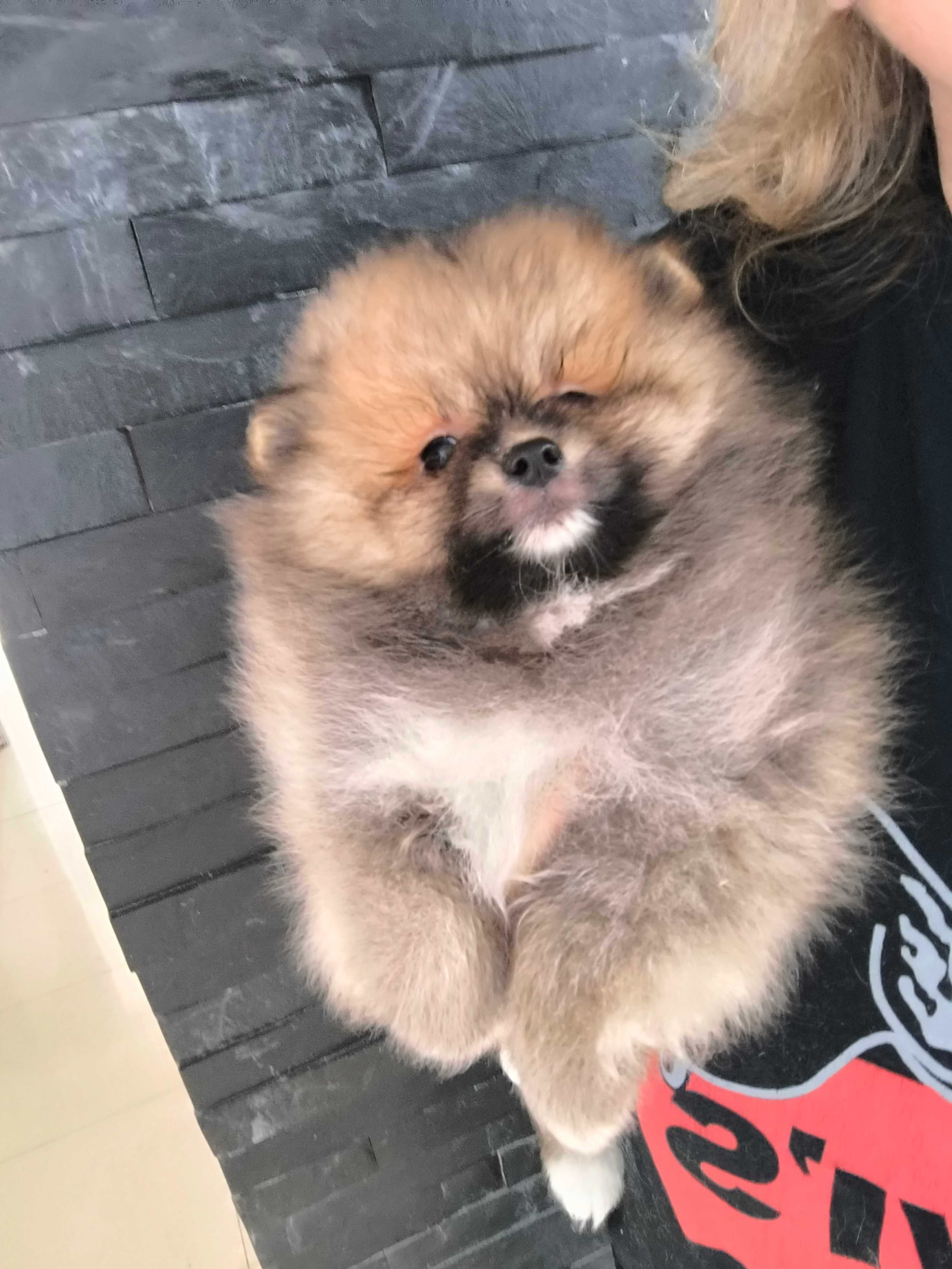 Spitz anão.Lulu da Pomerânia. Ursinho Mini .Cheio de pêlo. Laranja