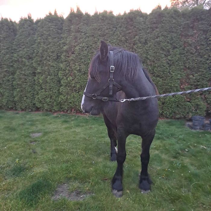 Sprzedam Klacz Grypsy Cob/Tinker 50%