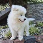 Urocze szczenie rasy Samoyed z rodowodem