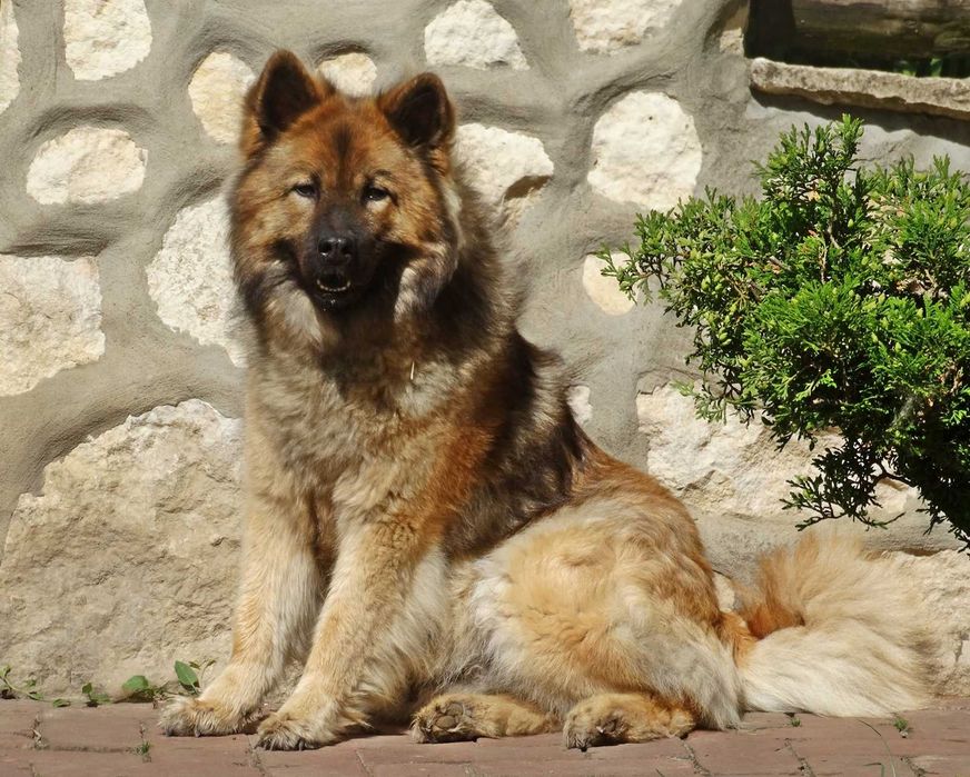 Eurasier - plany hodowlane na rok 2026