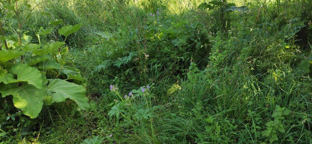 (3) Продам земельну ділянку в с. Сальник 0925