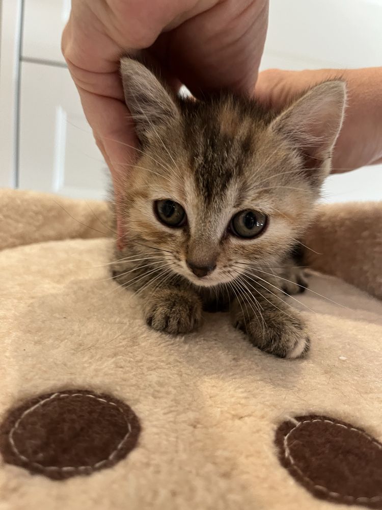 Lila koteczka do adopcji