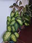 Vendo Plantas variadas