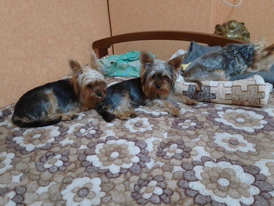 Продажа йорк 9 месяцев