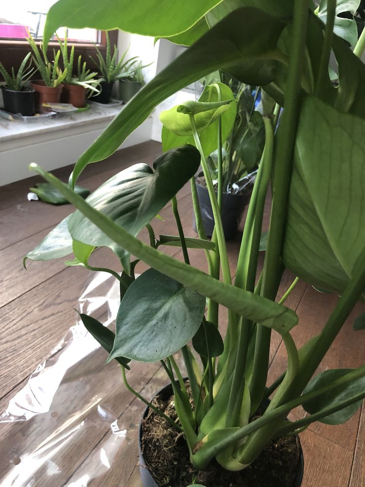 Piękna Monstera 80cm wysokości