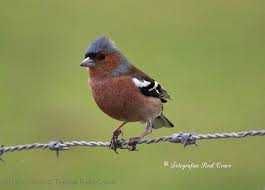 Bicos Grossudos anilhados 2024/2025 (Outras aves)