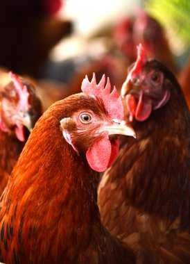 ІнкубацІйнІ  яйця  -  ШЕЙВЕР БРАУН