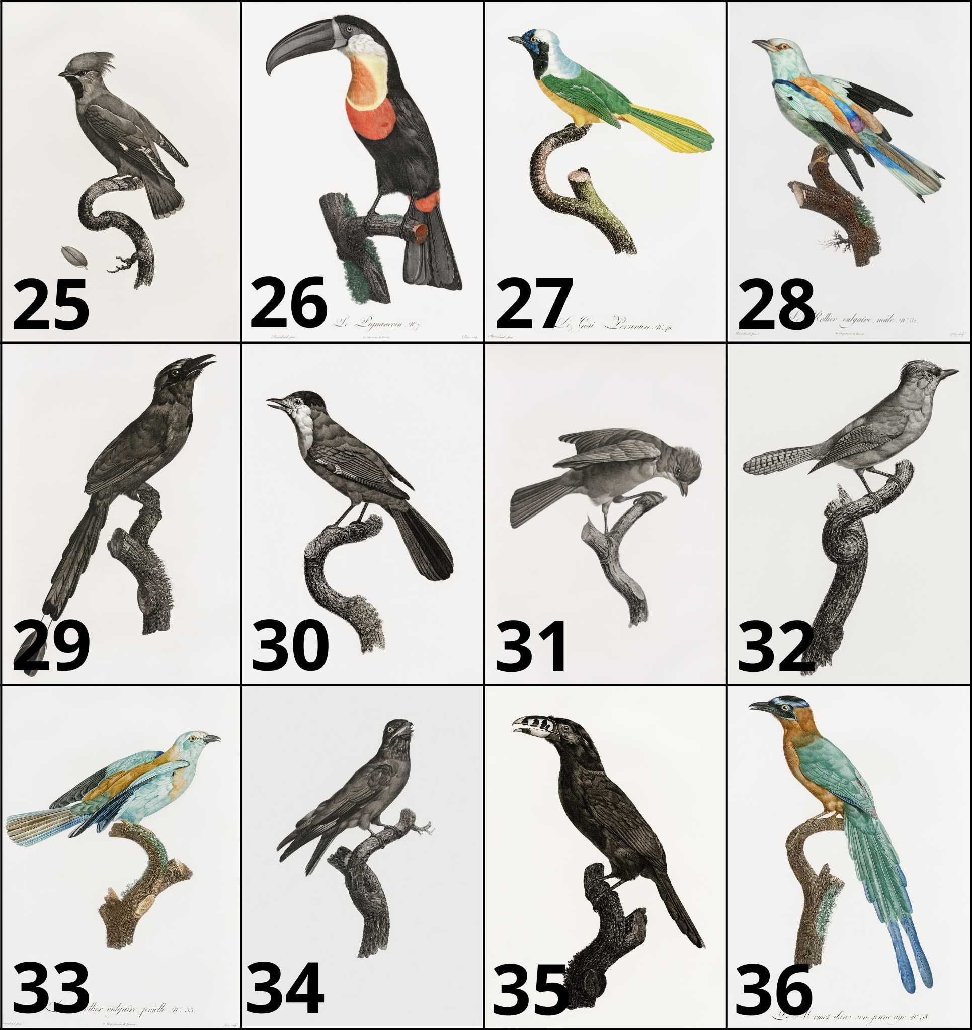 Plakaty 3szt Papugi WIELE WZORÓW! ~21x30cm Ornitologia boho vintage#1