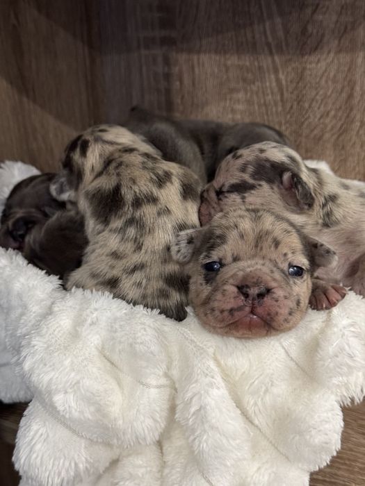 Французькі Бульдожки чекають на нову родину.