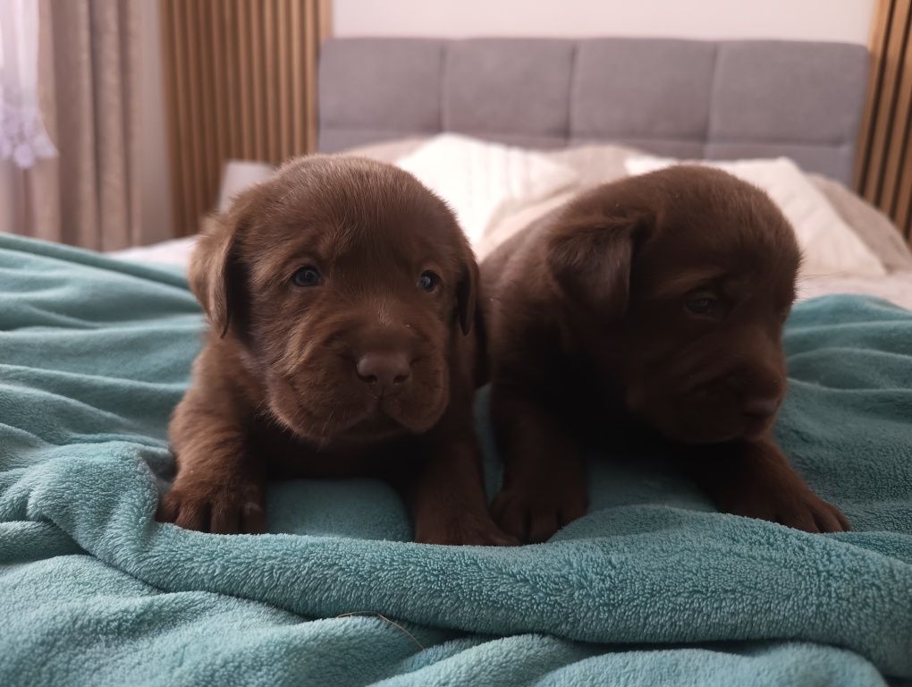 Labrador czekoladowy