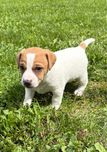 Piesek Jack Russell Terrier/ Magic Jack