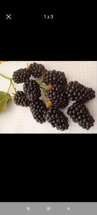 Sadzonki Maliny  jeżyny jeżyna