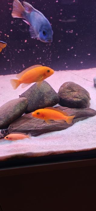 Цихлиды красная зебра