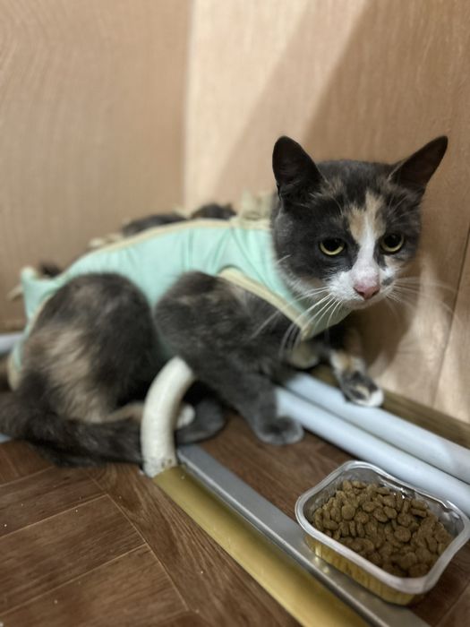 Кішечка молода стерилізована.