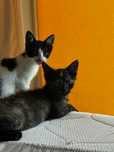 Kotki do adopcji