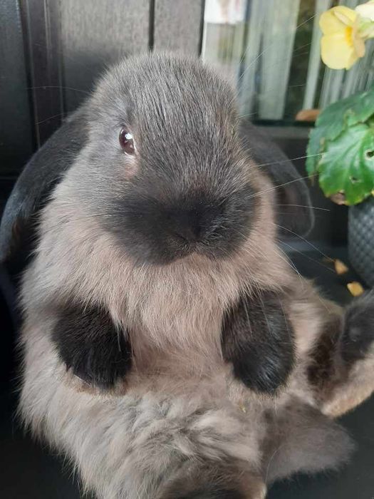 Króliki baranek miniaturka karzełek mini lop